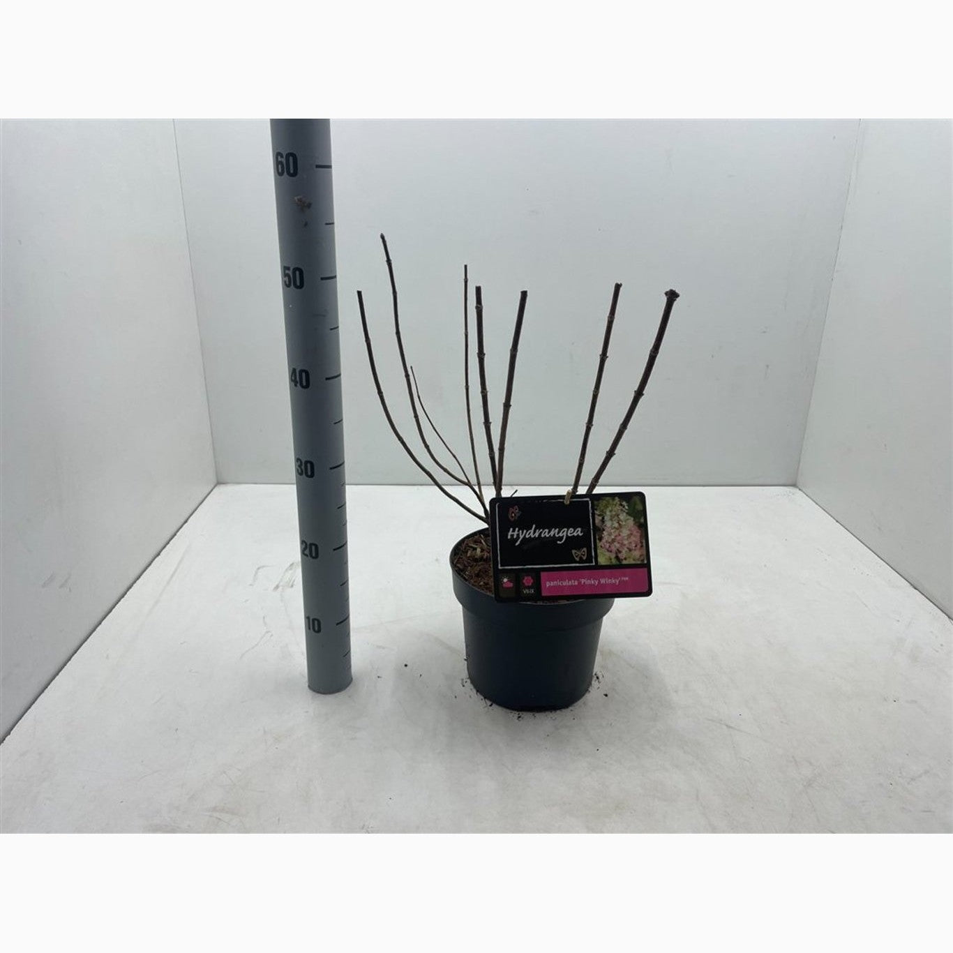 Syrenhortensia – Hydrangea paniculata 'Pinky Winky' - C4